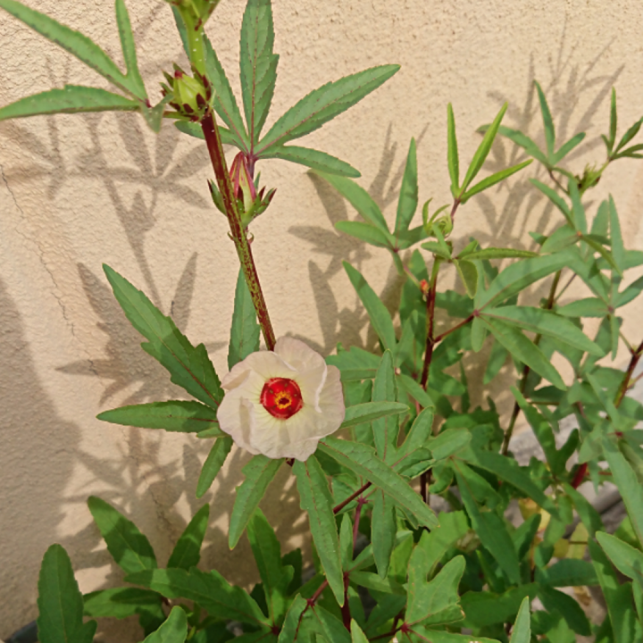 待ちに待ったローゼルの花が咲きました ダイエットと美容のお話したいな カラダ工房岐阜店 ケイコのお仕事ブログ 待ちに待ったローゼルの花が咲きました ダイエットと美容のお話したいな カラダ工房岐阜店 ケイコのお仕事ブログ