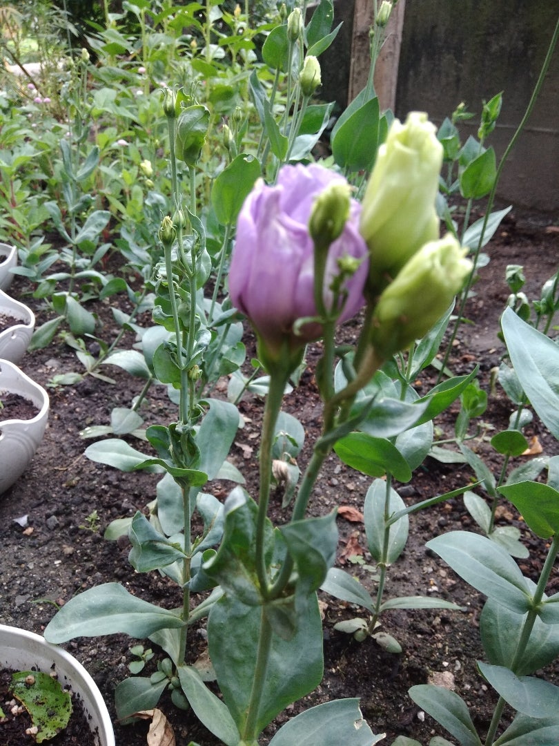 トルコギキョウを種から育ててます|開花しました | 華を咲かせマッチョ