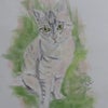 ツンデレ猫ちゃん描いてみました。　コメ欄閉じます。の画像