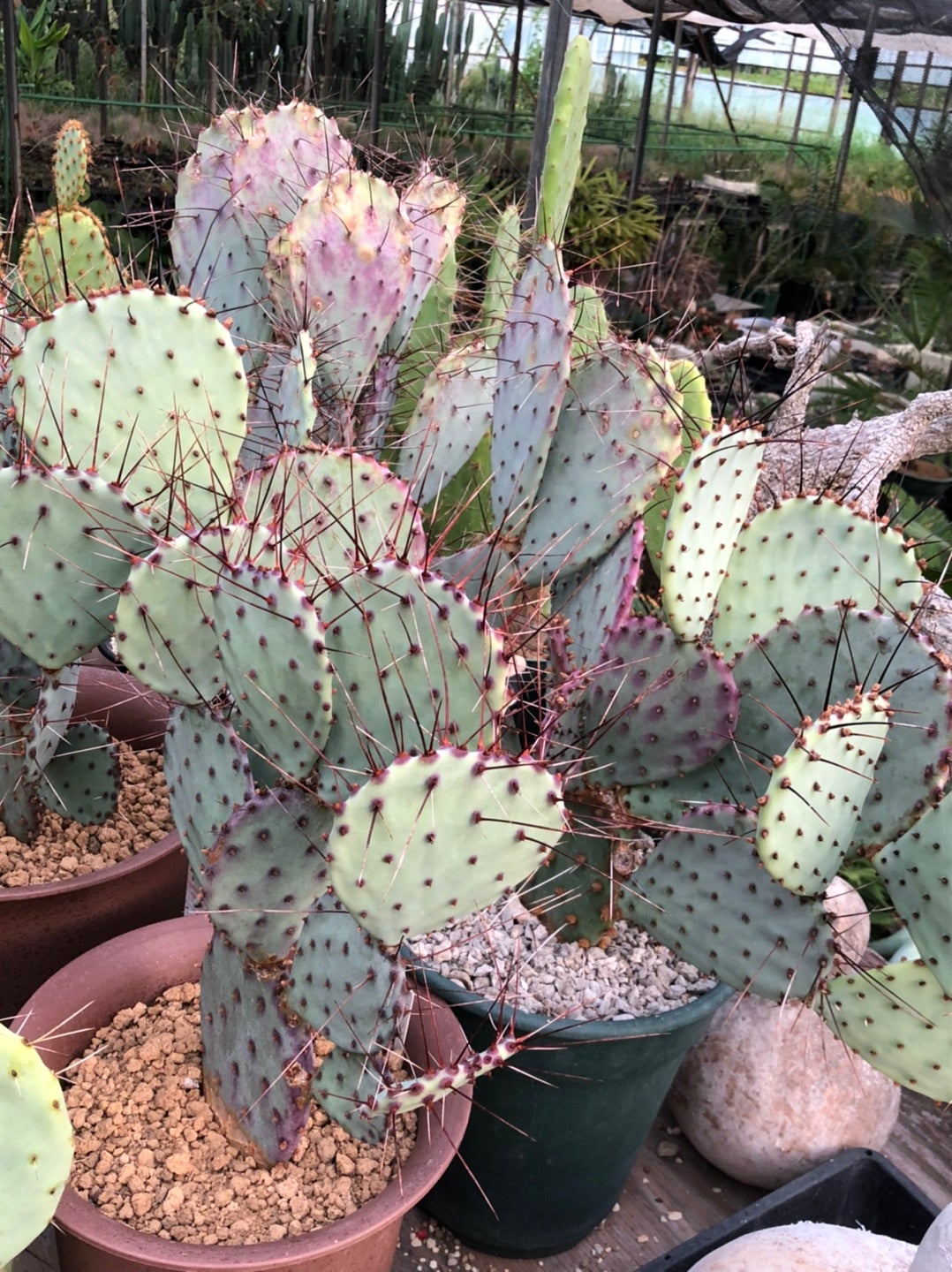 オプンチア増えたな〜。 | コタブロ日記 多肉植物・ヤシ・蘇鉄・猫好き オプンチア増えたな〜。 | コタブロ日記 多肉植物・ヤシ・蘇鉄・猫好き