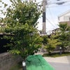 ハナミズキ、エゴノキ等の剪定　京田辺市の画像