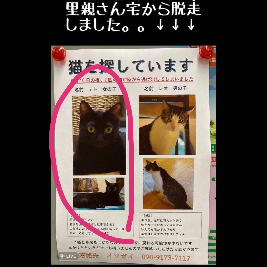 テト猫様専用ページ cmjuripiranga.pb.gov.br