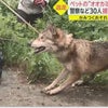 イタリアの狼犬の画像