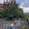 空家のお庭の草刈りと剪定　京田辺市の画像