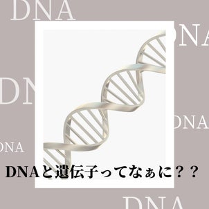 DNAと遺伝子ってなぁに？？《StFlair®︎DNA栄養学》の画像