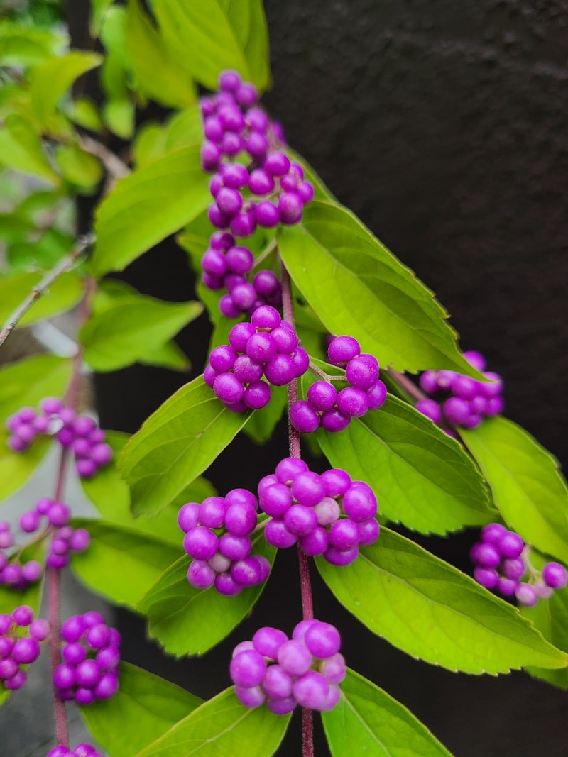 コムラサキ 紫式部 季節の花と花言葉 Kensan 0427さんのﾌﾞﾛｸﾞ