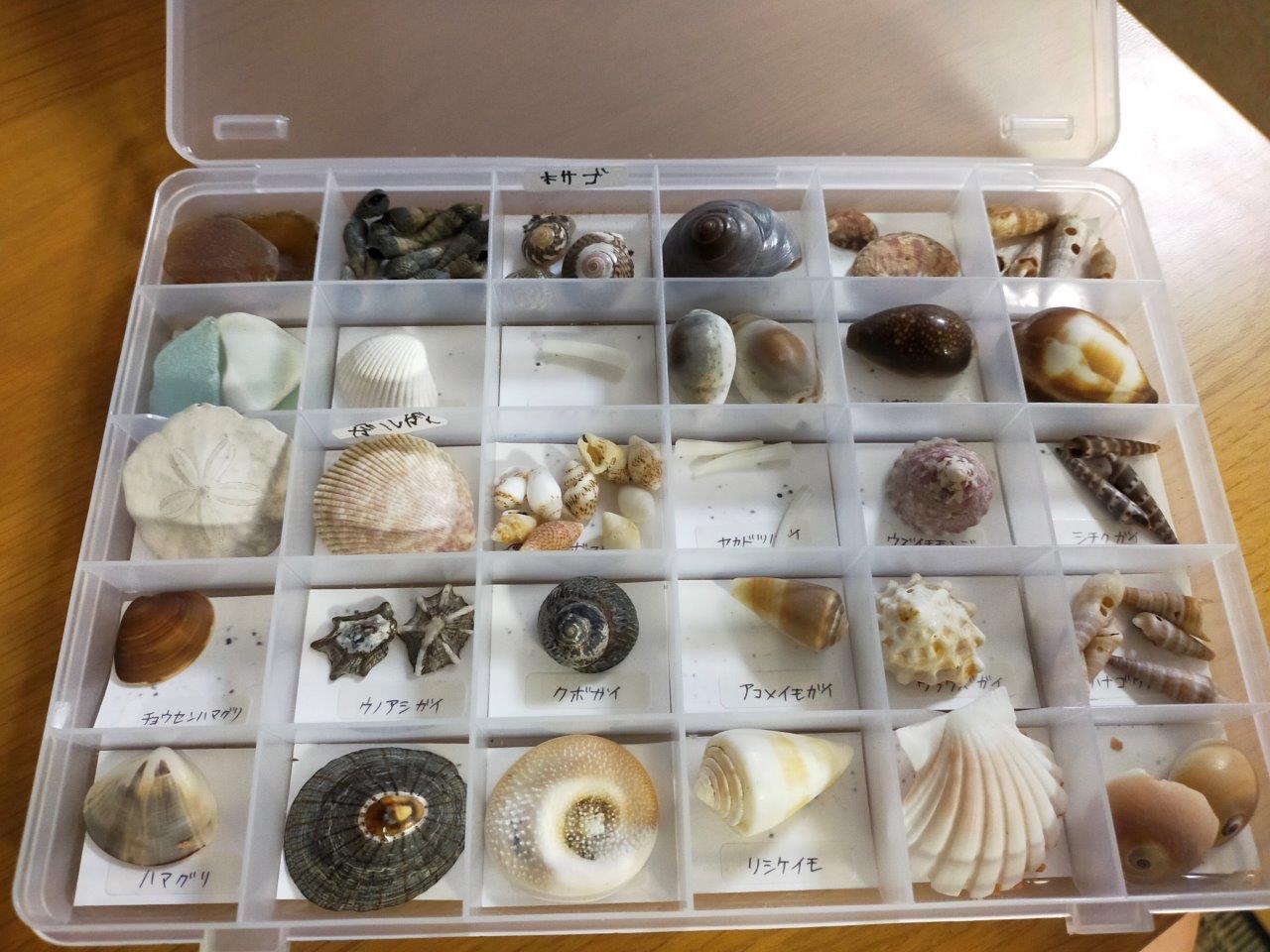 夏休みの自由研究に貝の標本作り！ | うきふかせのアウトドアで行こう！