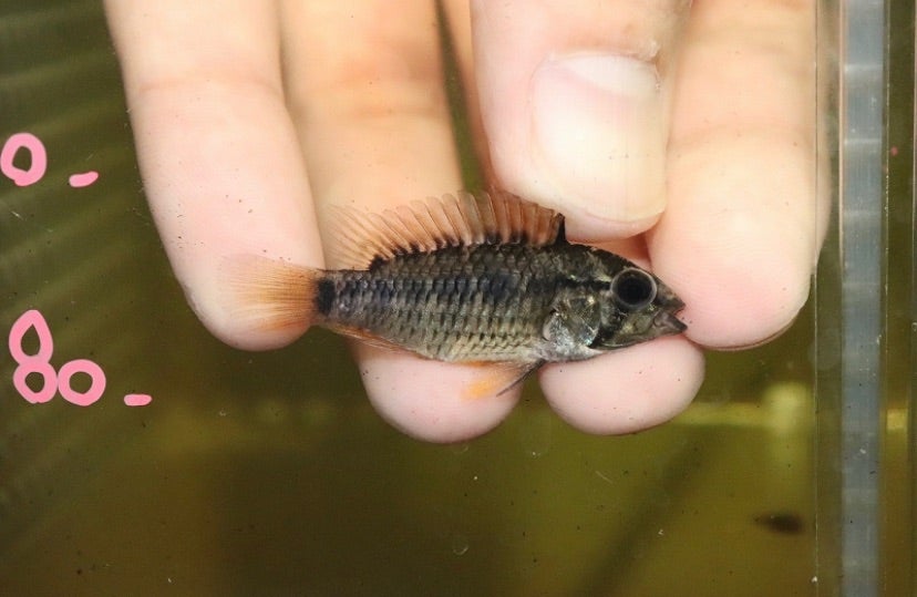 淡水魚】No2 イバナカラ アドケタ サンガブリエル産 ワイルド【1ペア 