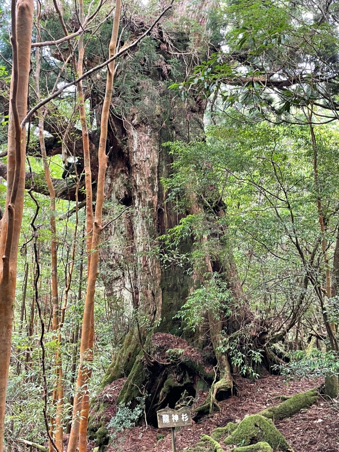 屋久島神事5日目 クライマックスの龍神杉へ | 池の谷吉翁のブログ