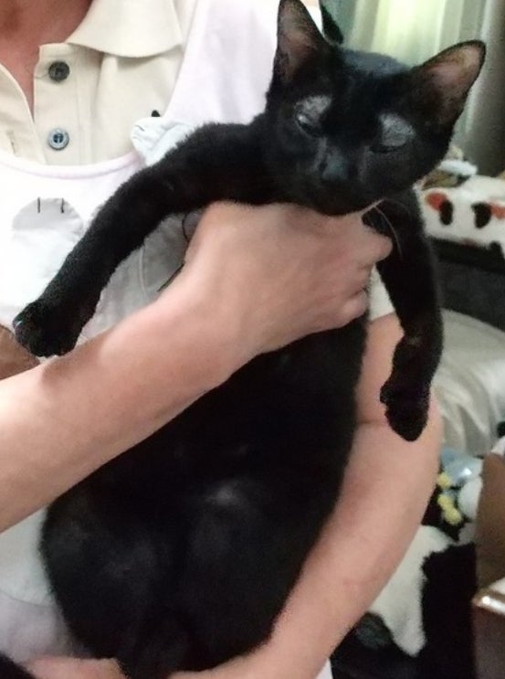 黒猫のきいちゃんとももくんが トライアルに入りました 岩崎さんちの保護猫日記 黒猫のきいちゃんとももくんが トライアルに入りました 岩崎さんちの保護猫日記