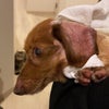 安楽死を16年前勧められた、要介護の老犬がお家にやってきた！（シニア犬）の画像