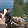 おはよう内川、おはよう猫の画像