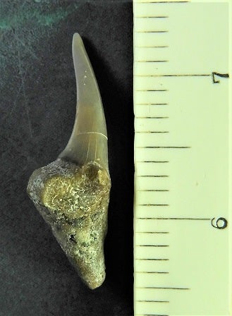 富草層群のサメ オオワニザメの歯の化石 | kulif 化石 富貴蘭 石斛 寒