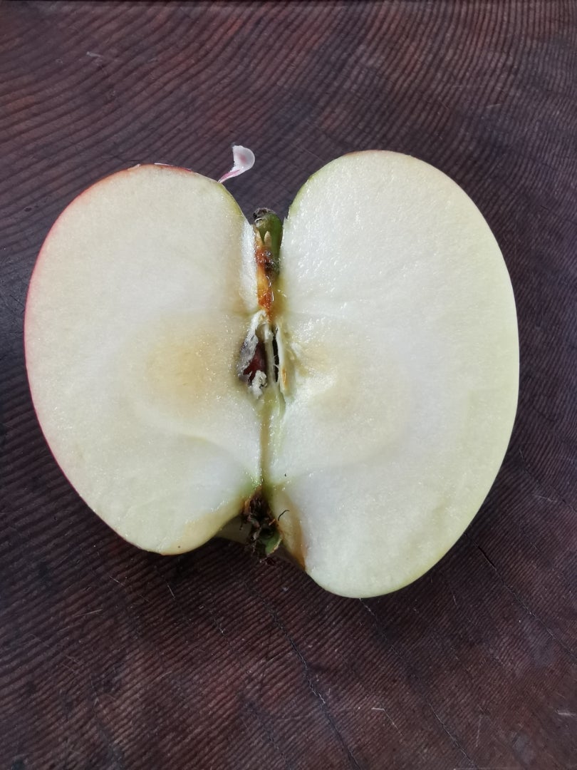 ひめかみリンゴ | 群馬のりんご屋さん 成田果樹園のブログ