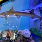 ココだけ！フロント後ろで共生しているサメと熱帯魚「ホテル ユニバーサル ポート」の記事より