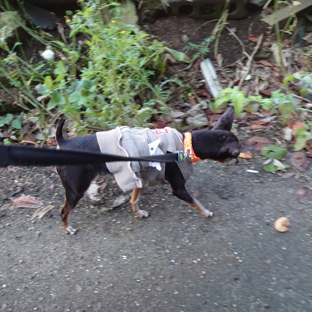 SHUUMEEKA犬 サスペンダー サニタリー パンツ ダックス マナーパンツ