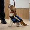 東京オリンピック・パラリンピックの危険物探知犬による活動報告の画像