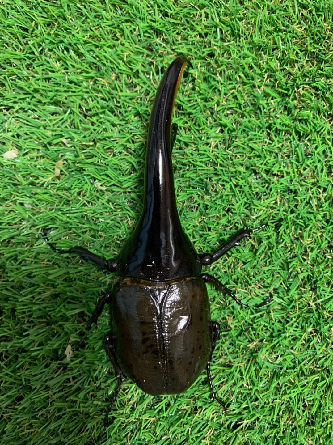 飼育種紹介〜ヘラクレス編〜 | こまちのブリード奮闘記 (クワカブ) 飼育種紹介〜ヘラクレス編〜 | こまちのブリード奮闘記 (クワカブ)
