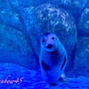 ブルーの世界、可愛い海の生き物達に癒されパワーチャージ！の画像