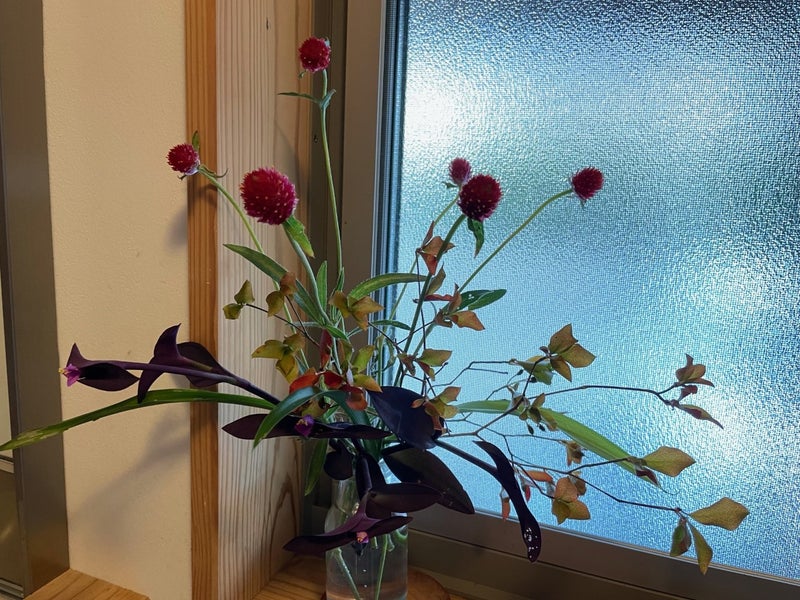 千日紅 ムラサキゴテン 紫御殿 紅葉したドウダンツツジ オリヅルランの葉 ひめぴょんのブログ