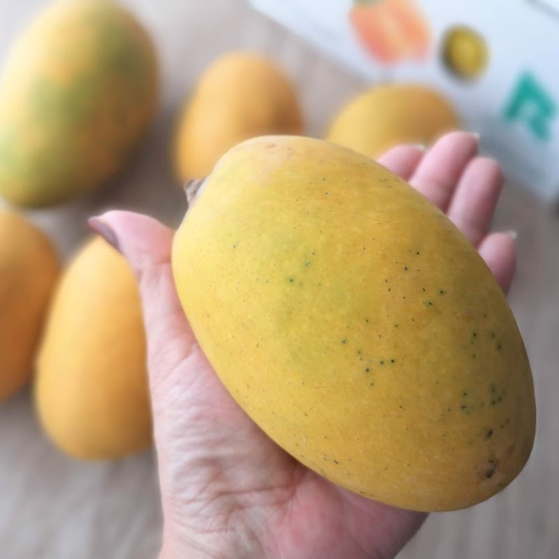 0円 2021年春の パキスタンマンゴー 世界一甘いマンゴー 1箱 10玉〜20玉 約5kg