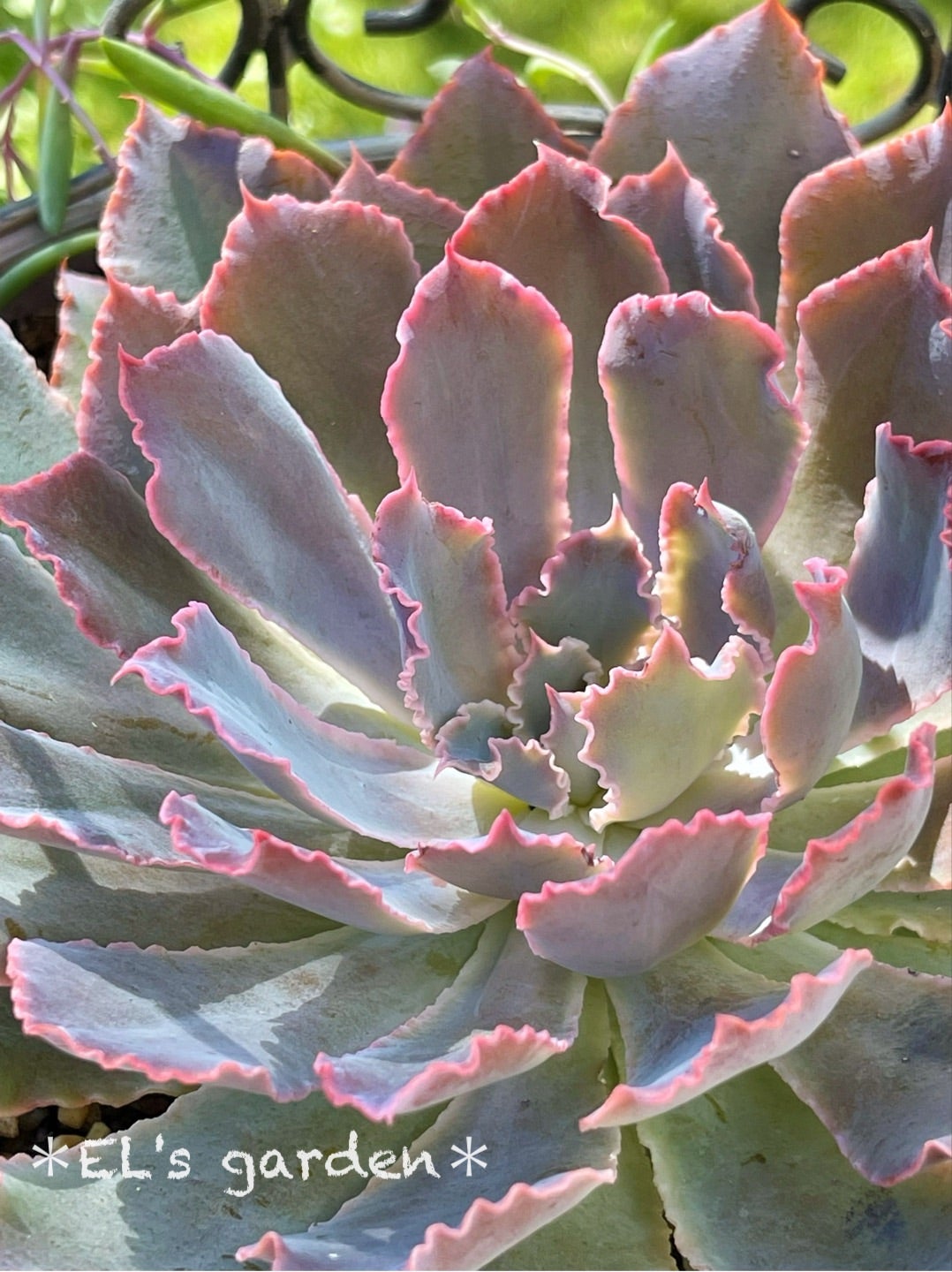 多肉の寄せ植え☆バラの花みたいなエケベリア!ネオン 多肉の寄せ植え☆バラの花みたいなエケベリア!ネオン