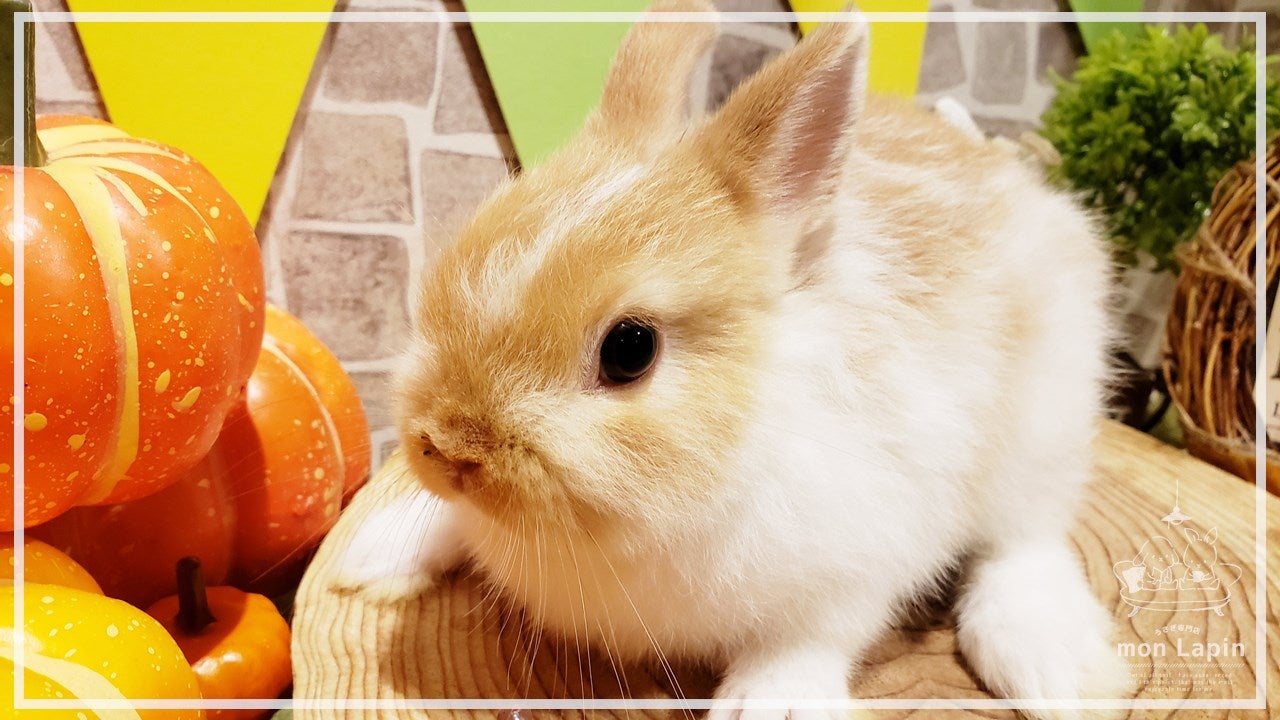レアカラー勢揃い！！ | 札幌のうさぎ専門店“mon Lapin”のブログ