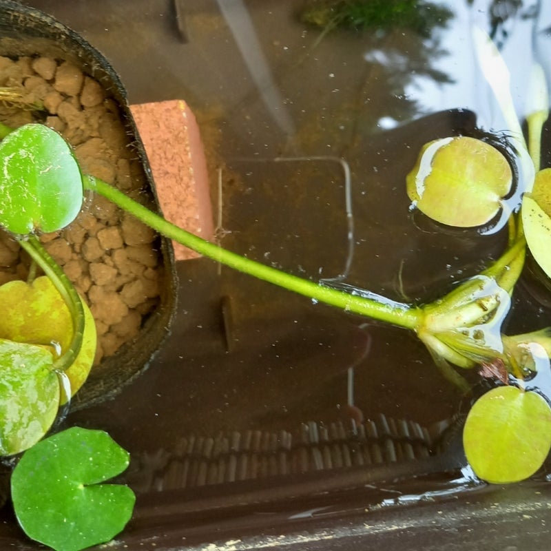 国際ブランド】 ビオトープ 水辺植物 ウォーターポピー ミズヒナゲシ ３ポット 浮葉植物
