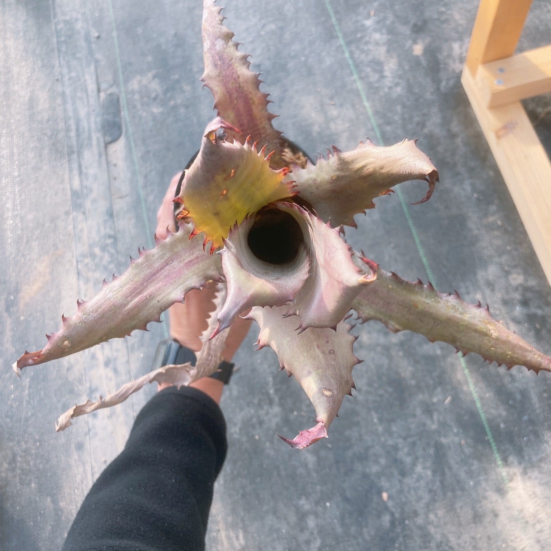 Hohenbergia sp.Brazil (ホヘンベルギア spブラジル) | ~龍の巣窟~ Hohenbergia sp.Brazil (ホヘンベルギア spブラジル) | ~龍の巣窟~