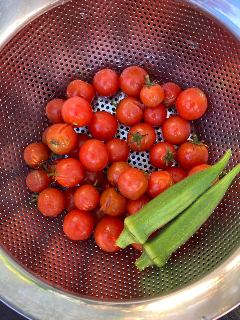 ベランダ菜園】ミニトマトを大量収穫。 | デコポンさんちの家族日記