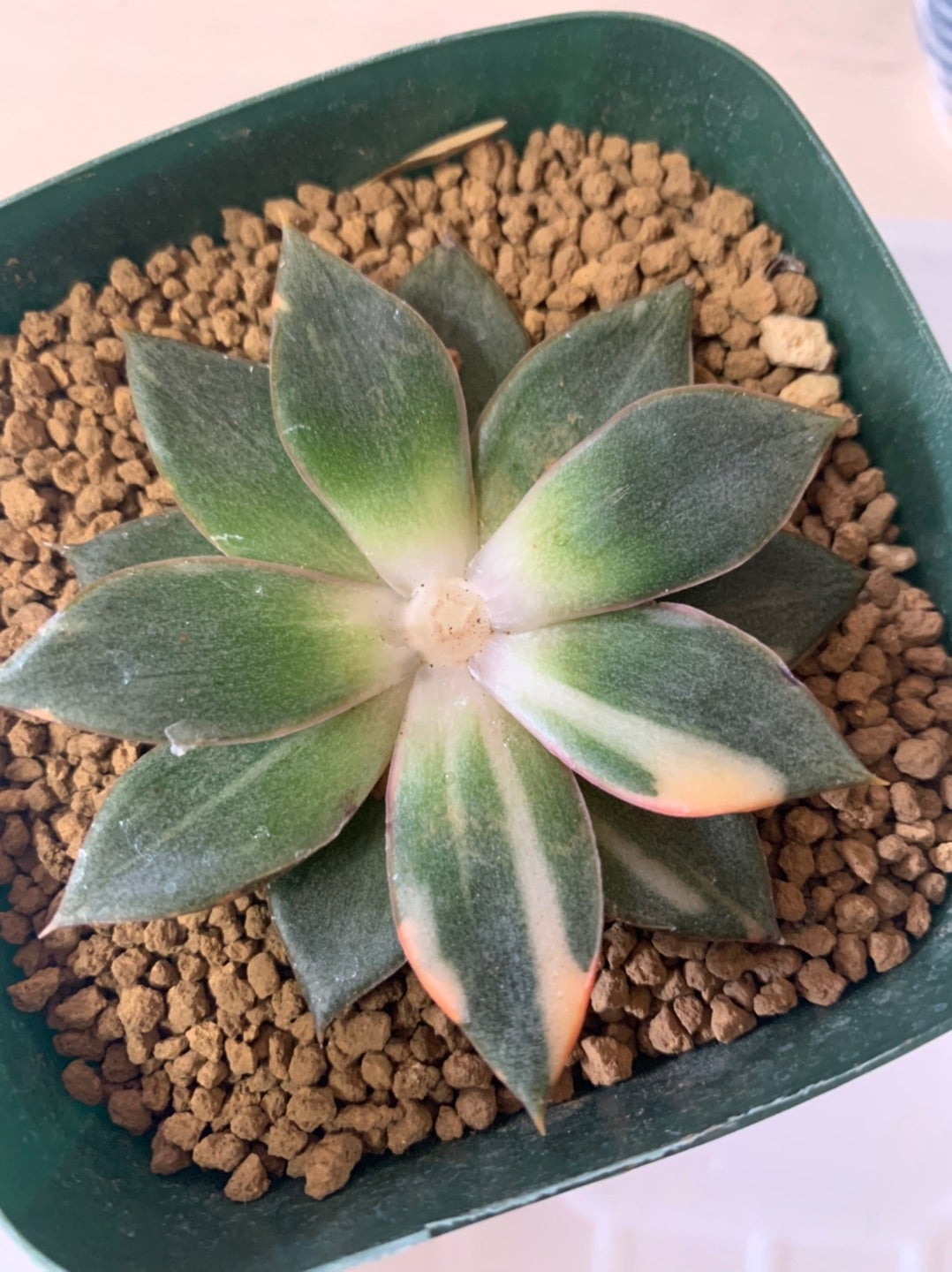 963 3+1 ポット苗 多肉植物 モノセロティス錦 観葉植物 ちかい 963 3+1 ポット苗 多肉植物 モノセロティス錦 観葉植物 ちかい