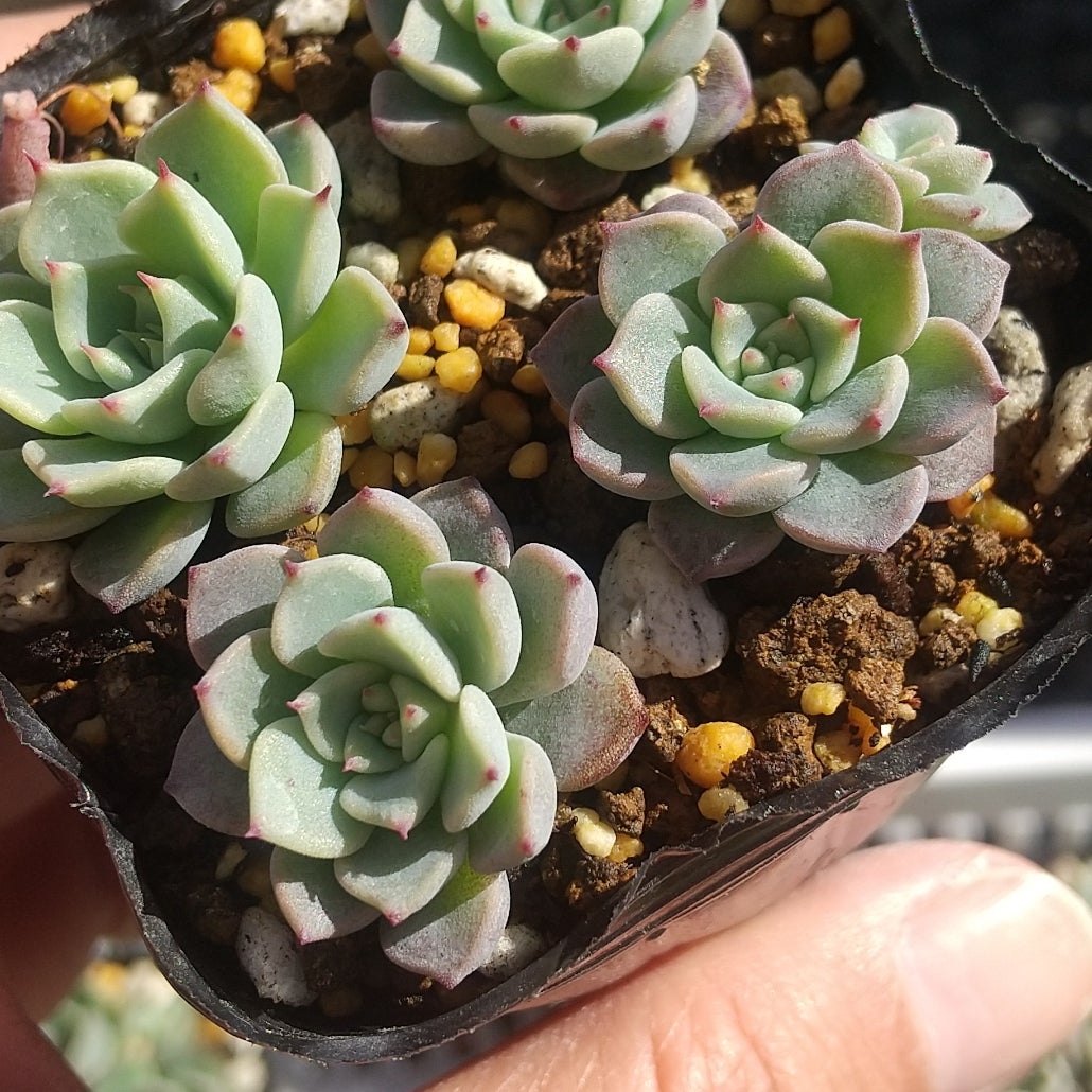 洋書 ECHEVERIA CULTIVARS 図鑑