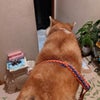 今夜の いちクンの画像