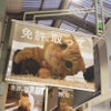 「レインボーモータースクール」広告にひな子ちゃん（短足マンチカン猫）の画像