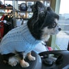 愛犬ポッキーようのセーターです(#^^#)の画像
