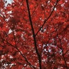 秋色の公園 @ハムステッド・ヒースとご近所の画像