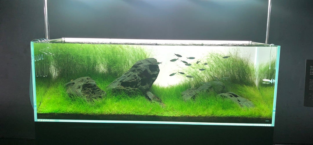 NATURE AQUARIUM EXHIBITION 2021 TOKYO | さとしの主に水草日記 NATURE AQUARIUM EXHIBITION 2021 TOKYO | さとしの主に水草日記