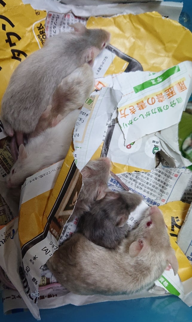 冷凍ラットの大きさを見て驚いたこと | マウス・ラットの研究所～動物 