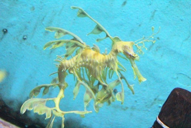 リーフィーシードラゴンの生態 ー海藻に擬態する魚ー アニマルフォリオ