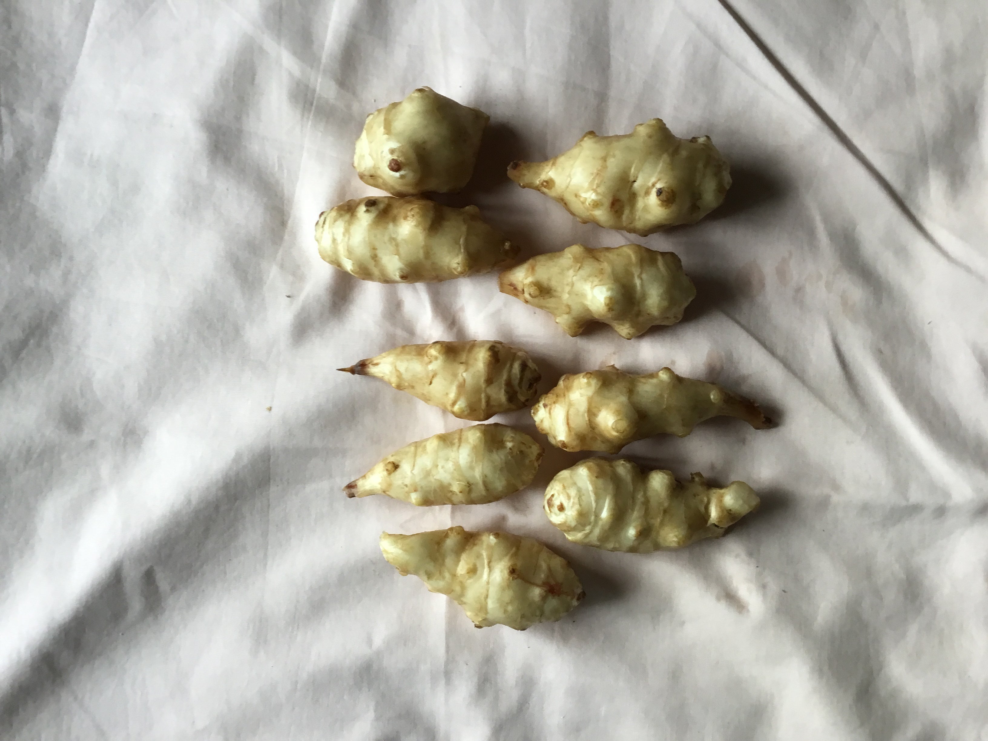 市場 今 有機 甘い 栽培中 サラダに生でシャリシャリ フレッシュ菊芋 雪国の寒暖差で大きい 3キロ ミネラル豊富 11月より秋の菊芋発送します