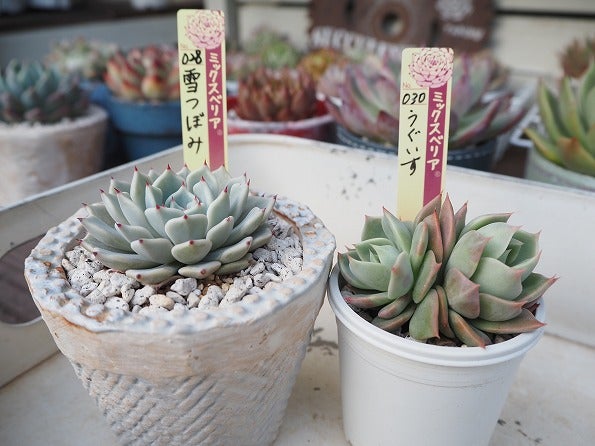 おらいさん苗ミックスベリアの世界 | Olive&SucculentGarden