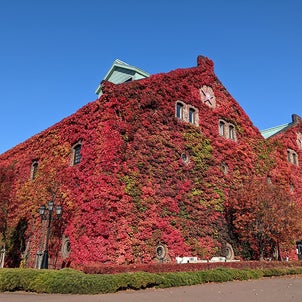 紅葉と、ジャンボツリーと、おうちカフェの画像