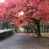 紅葉を見に②(京都　南禅寺)の画像