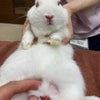 人間とウサギに共通する病気「ウサギ梅毒」の画像
