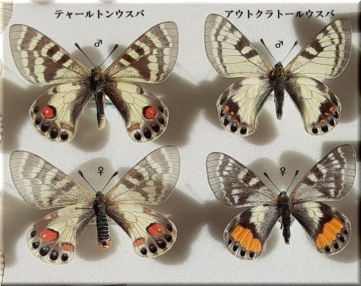 珍品】外国産蝶標本 アウトクラトールウスバシロチョウ