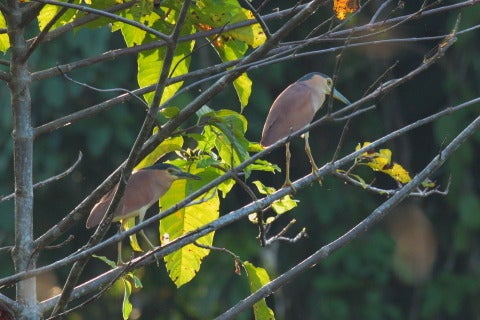 日本の野鳥#11-12】(日本亜種絶滅)ハシブトゴイ(Rufous Night 日本の野鳥#11-12】(日本亜種絶滅)ハシブトゴイ(Rufous Night