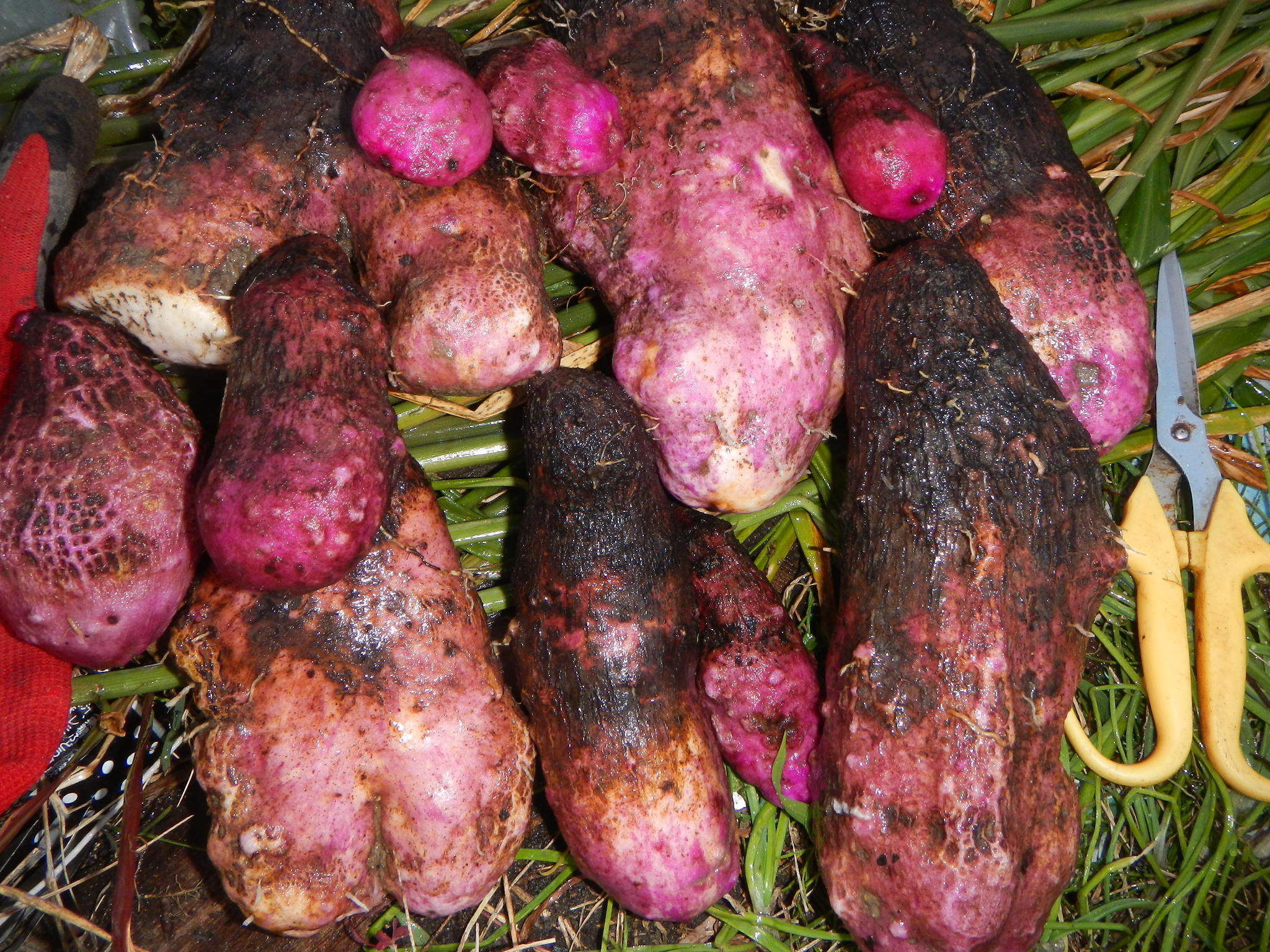 紫山芋ムカゴ むかご 10kg以上 ポリフェノール 大玉多数 - 野菜