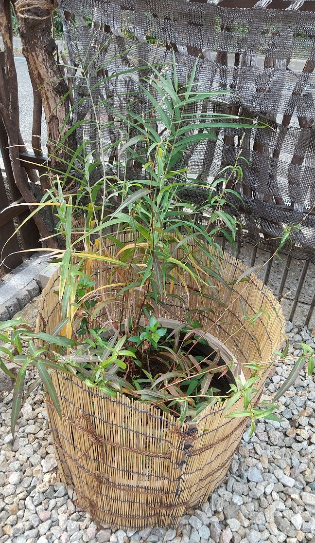 ビオトープ）水辺植物 ニホンハッカ 原種（５ポット） 抽水植物 観葉植物