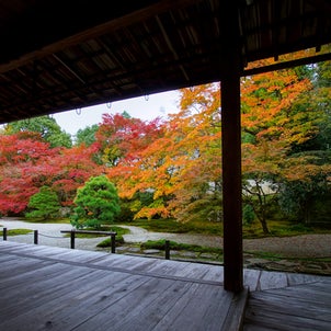 京都 天授庵の紅葉の画像