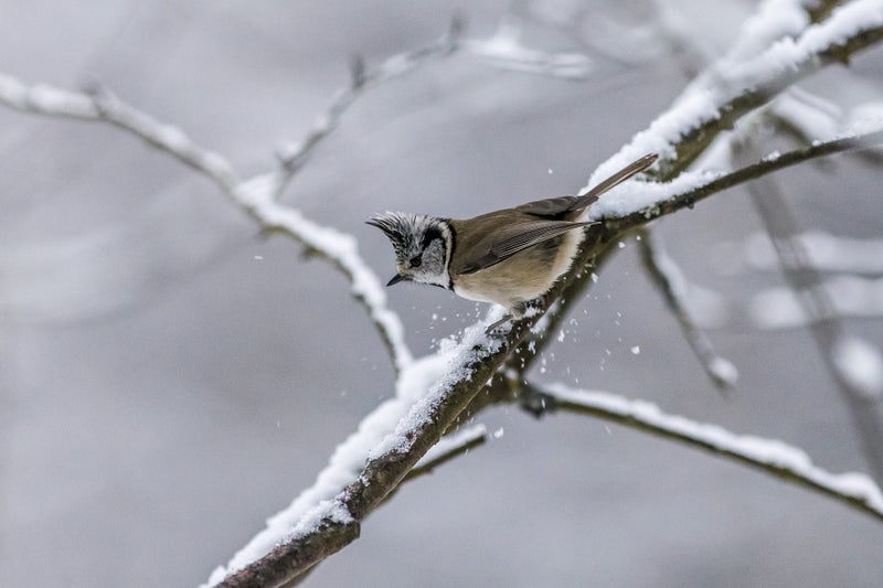 冬の鳥